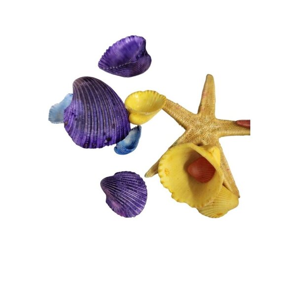 Colorful Assorted Seashells & Starfish Decoration Set - Picture 5 of 5